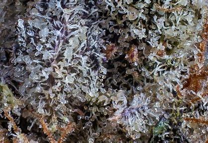 What is Delta 10 THC and why You need to know about it?