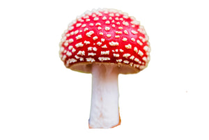 Amanita Muscaria Mushrooms